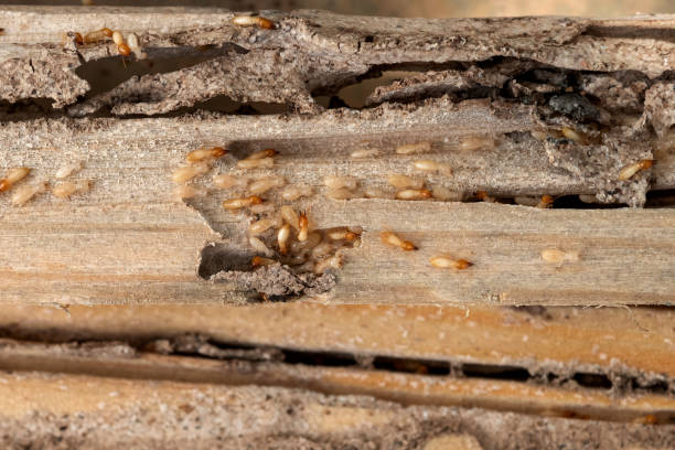 Best Best Pest Control Companies  in Church Hill, PA